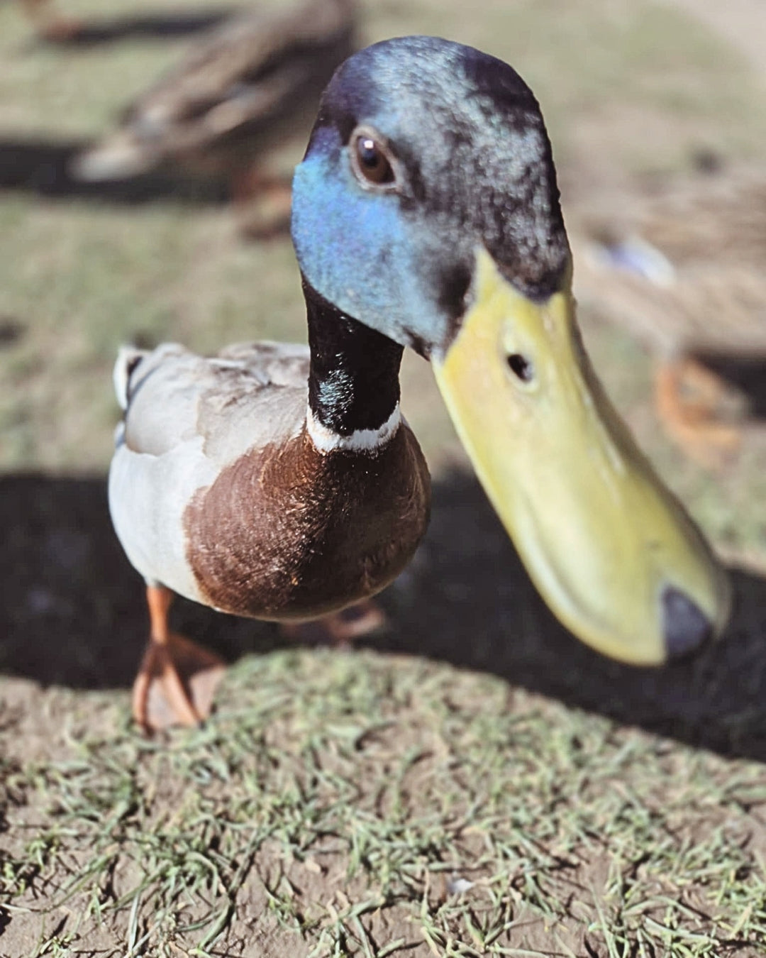 Pre-Loved & Last Chance